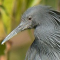 Avatar van Zwarte Reiger