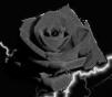 Avatar van Roses