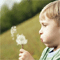 Avatar van Dandelion