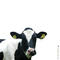 Avatar van zwart-schaap
