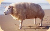 Avatar van zeeschaap