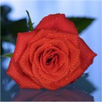 Avatar van .: Red Rose :.