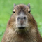 Avatar van capibara